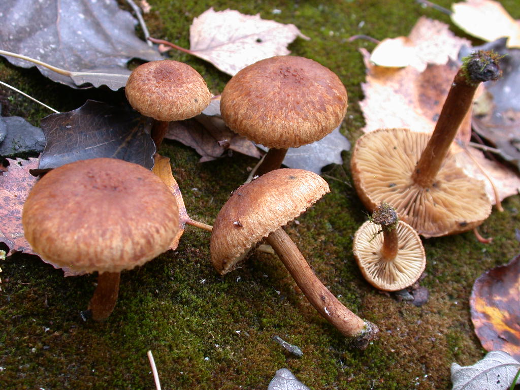 Inocybe .... dulcamara !!!